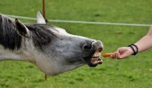 cenoura pra cavalo 300x175 - Eu Quero Dinheiro ou Eu Preciso de Dinheiro