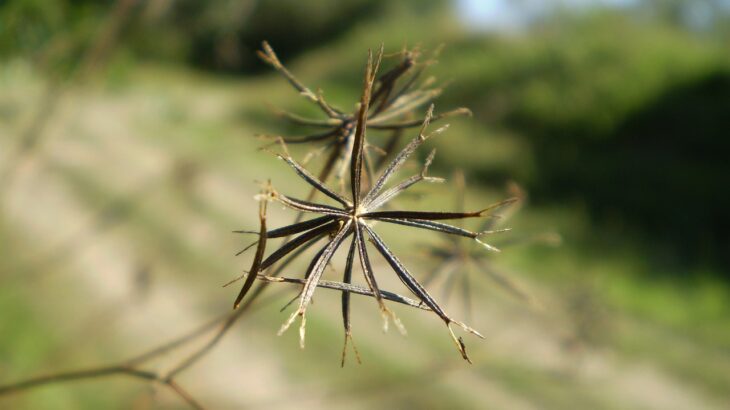 Tribulus 730x410 - SUPLEMENTOS